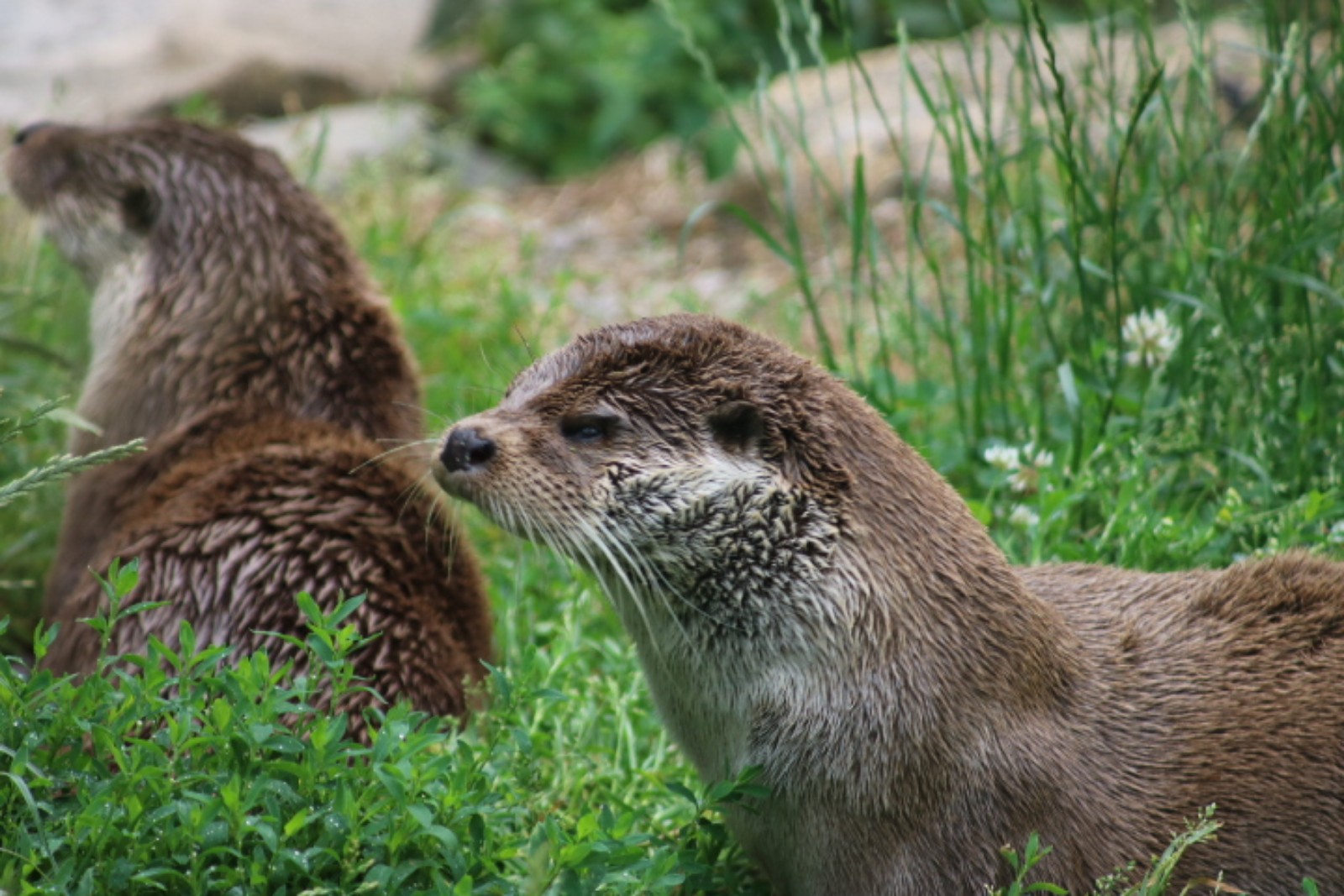 otter