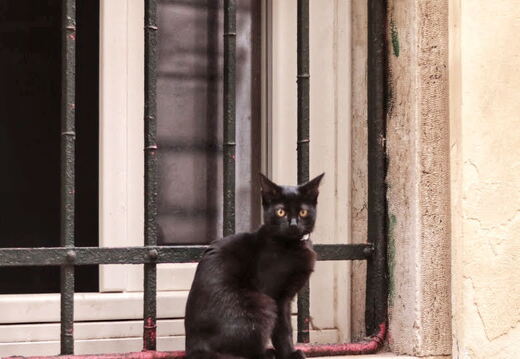 Gatto